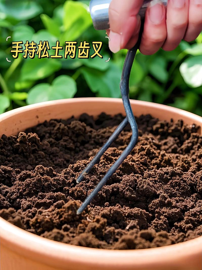 城市里种花的土去哪挖,种花去哪里挖泥土-第6张图片-优品飞百科 城市里种花的土去哪挖,种花去哪里挖泥土-第6张图片-优品飞百科