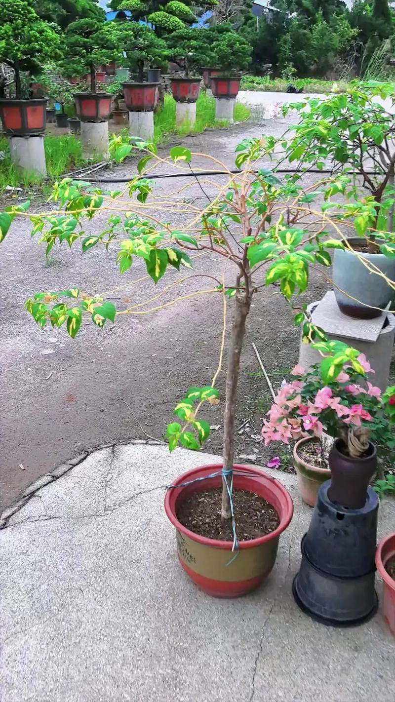 城市里种花的土去哪挖,种花去哪里挖泥土-第7张图片-优品飞百科 城市里种花的土去哪挖,种花去哪里挖泥土-第7张图片-优品飞百科