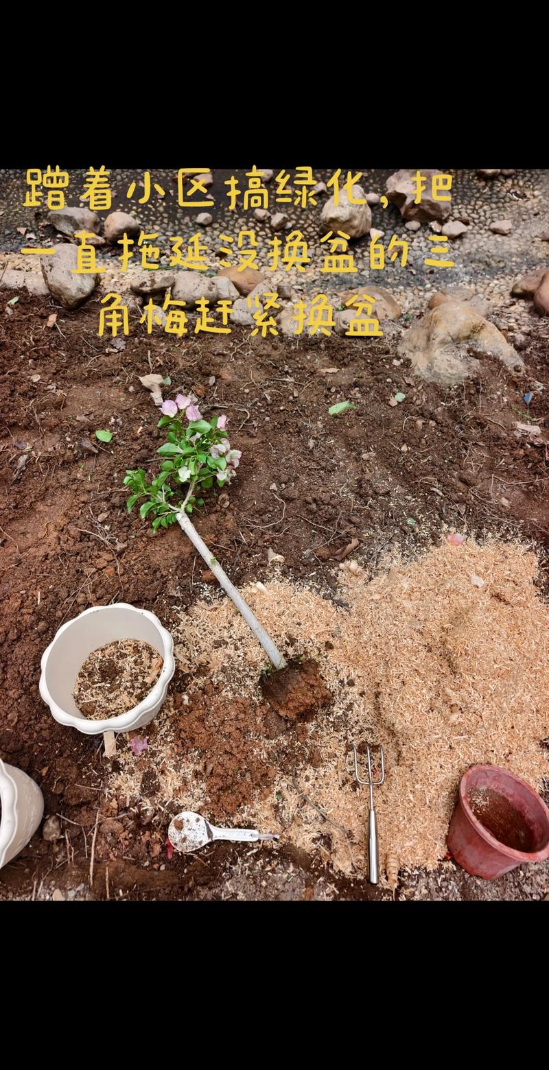 城市里种花的土去哪挖,种花去哪里挖泥土-第8张图片-优品飞百科 城市里种花的土去哪挖,种花去哪里挖泥土-第8张图片-优品飞百科