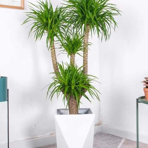 龙血树有毒吗，七彩铁龙血树有毒吗-第2张图片-优品飞百科