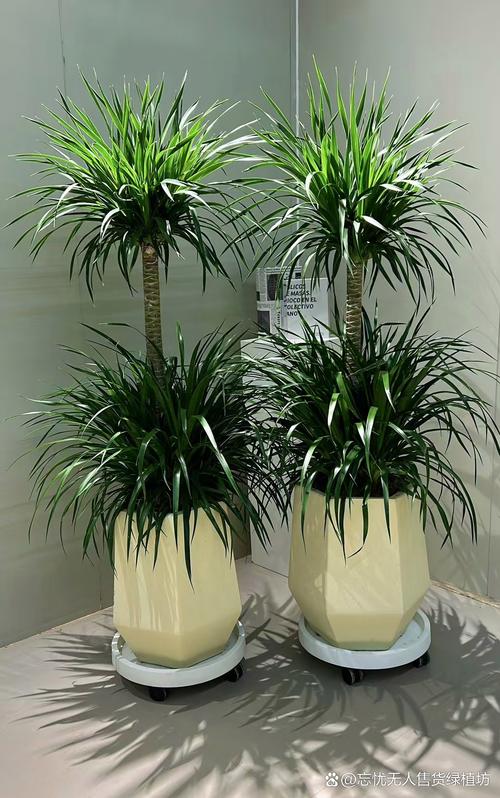 龙血树有毒吗，七彩铁龙血树有毒吗-第4张图片-优品飞百科