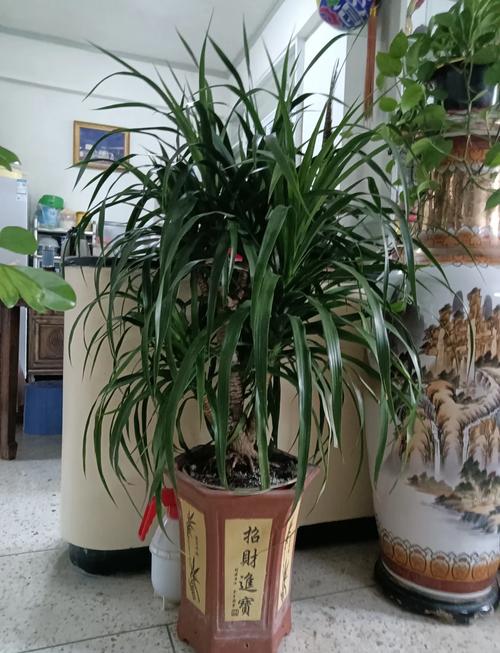 龙血树有毒吗，七彩铁龙血树有毒吗-第5张图片-优品飞百科