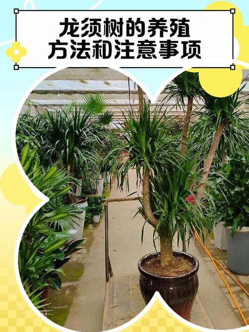 龙血树有毒吗，七彩铁龙血树有毒吗-第6张图片-优品飞百科