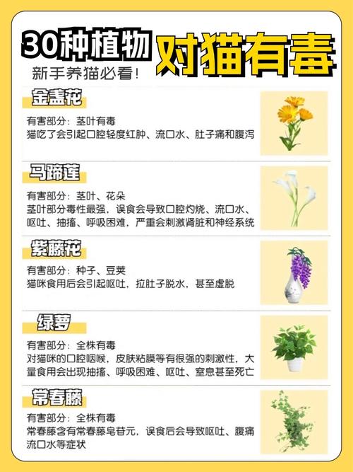 龙血树有毒吗，七彩铁龙血树有毒吗-第7张图片-优品飞百科