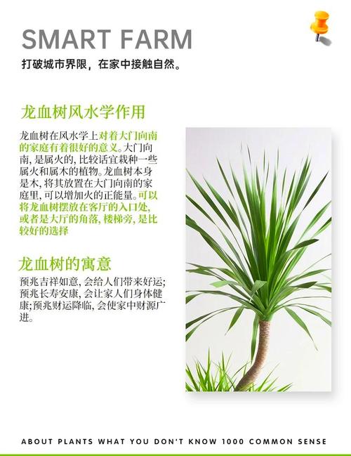 龙血树有毒吗，七彩铁龙血树有毒吗-第8张图片-优品飞百科