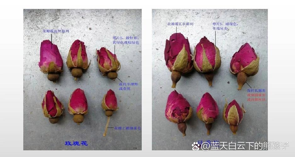 月季花和玫瑰的区别，月季花和玫瑰的区别图片-第1张图片-优品飞百科