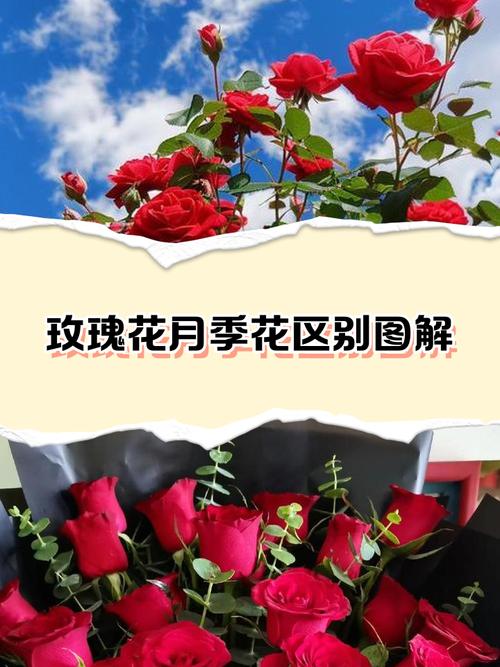 月季花和玫瑰的区别，月季花和玫瑰的区别图片-第2张图片-优品飞百科