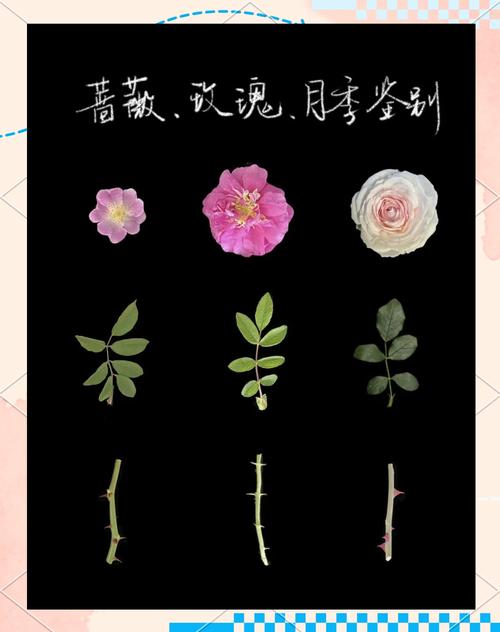 月季花和玫瑰的区别，月季花和玫瑰的区别图片-第3张图片-优品飞百科