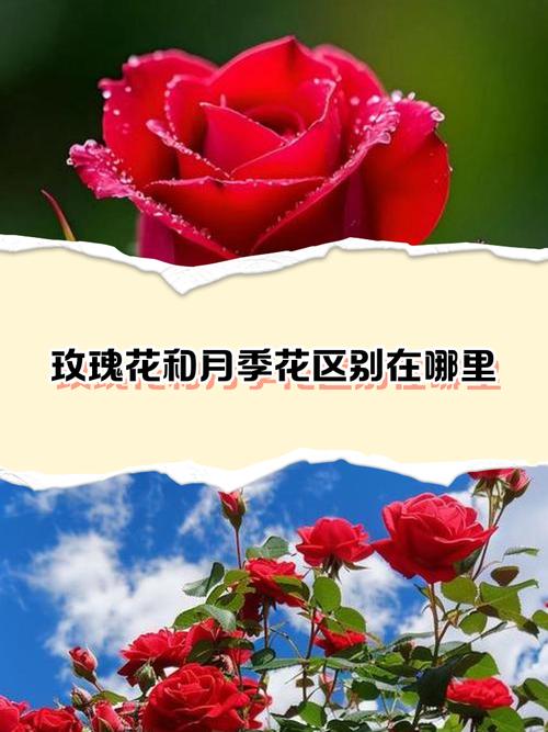 月季花和玫瑰的区别，月季花和玫瑰的区别图片-第5张图片-优品飞百科