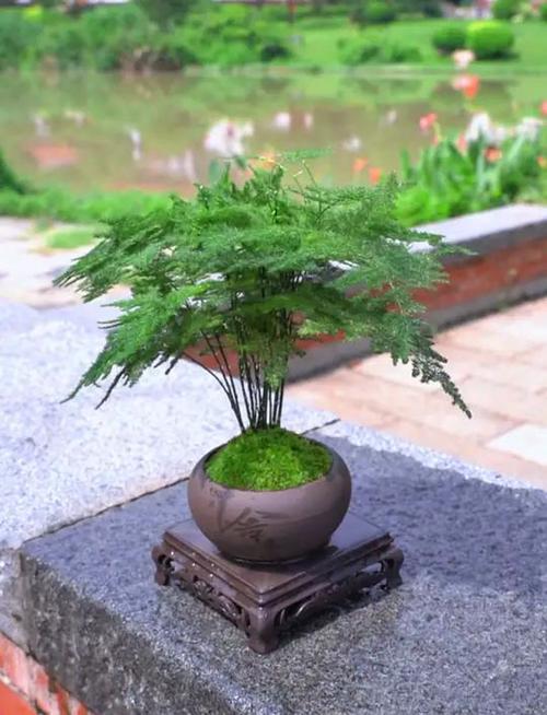 为什么养文竹会倒霉？镇宅最灵的三种花？-第1张图片-优品飞百科