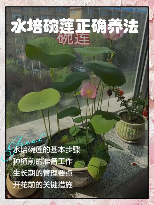 为什么养文竹会倒霉？镇宅最灵的三种花？-第6张图片-优品飞百科