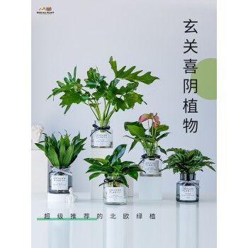 为什么养文竹会倒霉？镇宅最灵的三种花？-第7张图片-优品飞百科