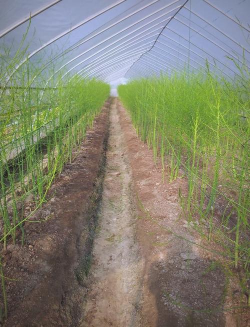 为什么养文竹会倒霉？镇宅最灵的三种花？-第8张图片-优品飞百科