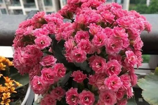 长寿花是多肉吗，如何对长寿花浇水？长寿花是否多肉？-第1张图片-优品飞百科