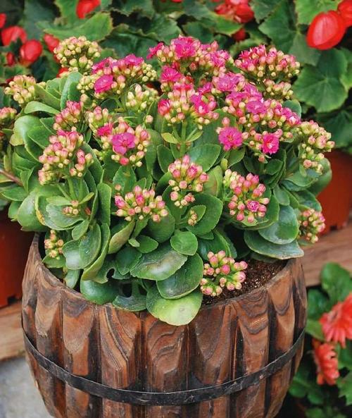 长寿花是多肉吗，如何对长寿花浇水？长寿花是否多肉？-第2张图片-优品飞百科