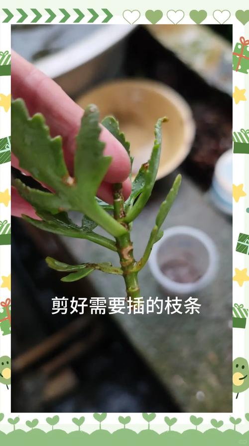 长寿花是多肉吗，如何对长寿花浇水？长寿花是否多肉？-第3张图片-优品飞百科