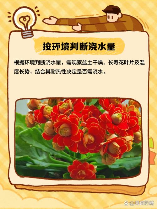 长寿花是多肉吗，如何对长寿花浇水？长寿花是否多肉？-第4张图片-优品飞百科