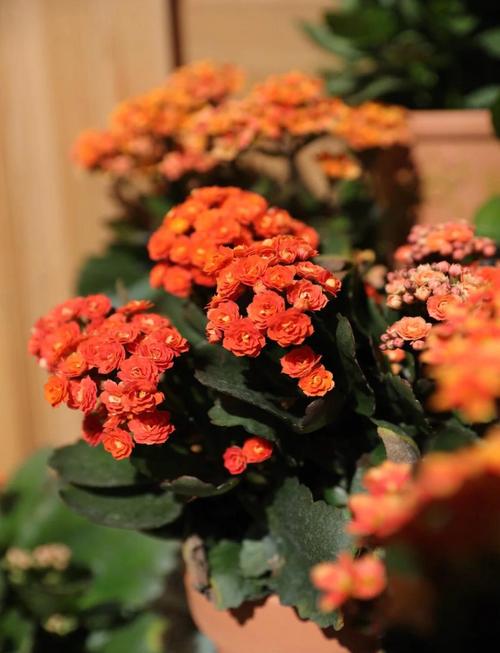 长寿花是多肉吗，如何对长寿花浇水？长寿花是否多肉？-第5张图片-优品飞百科