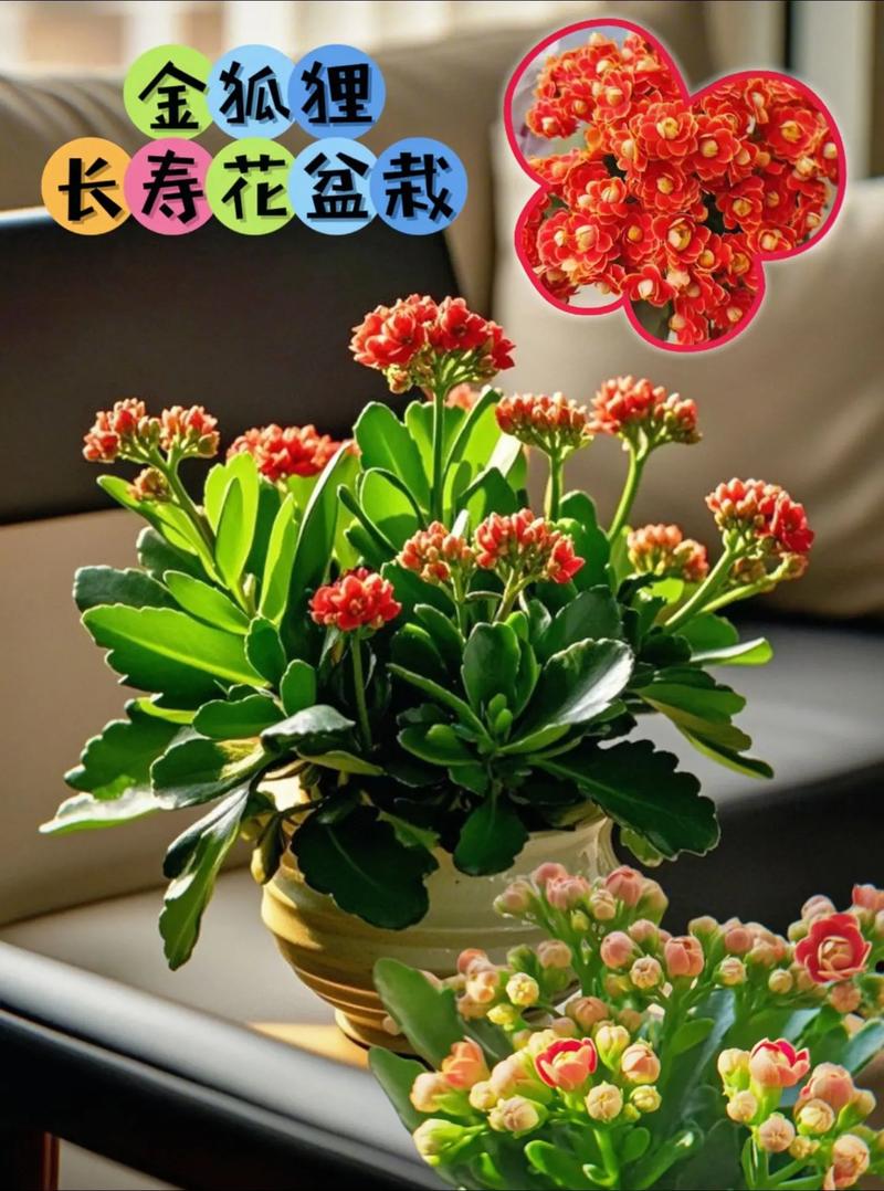 长寿花是多肉吗，如何对长寿花浇水？长寿花是否多肉？-第6张图片-优品飞百科