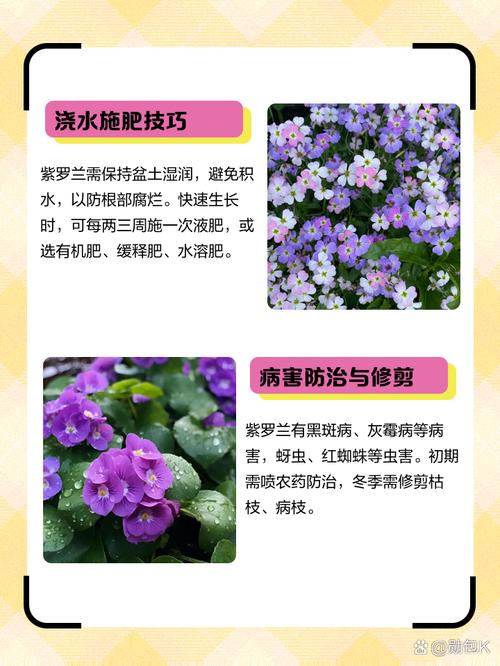 紫罗兰养在家中吉利吗?紫罗兰在室内养有什么好处?-第3张图片-优品飞百科 紫罗兰养在家中吉利吗?紫罗兰在室内养有什么好处?-第3张图片-优品飞百科