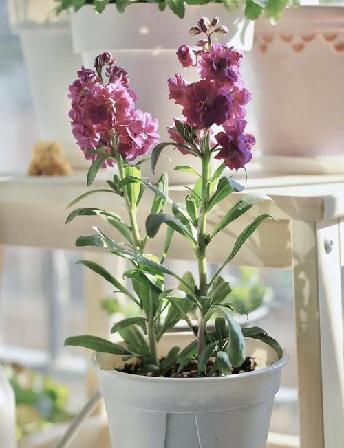 紫罗兰养在家中吉利吗?紫罗兰在室内养有什么好处?-第5张图片-优品飞百科 紫罗兰养在家中吉利吗?紫罗兰在室内养有什么好处?-第5张图片-优品飞百科