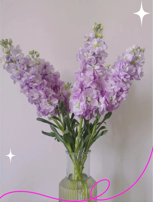 紫罗兰养在家中吉利吗?紫罗兰在室内养有什么好处?-第6张图片-优品飞百科 紫罗兰养在家中吉利吗?紫罗兰在室内养有什么好处?-第6张图片-优品飞百科