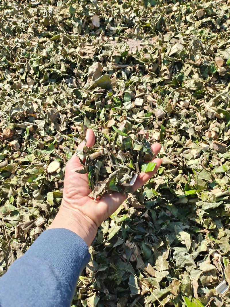 牛耳枫的养殖方法？牛耳枫功效作用及禁忌副作用？