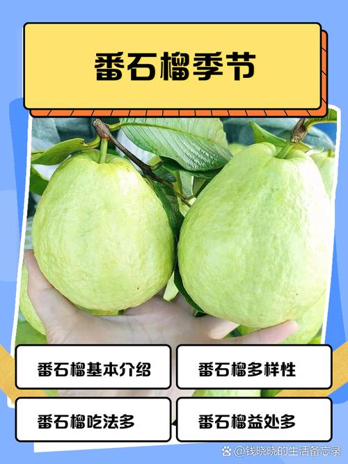 番石榴果的养殖方法,番石榴果树图片-第1张图片-优品飞百科 番石榴果的养殖方法,番石榴果树图片-第1张图片-优品飞百科