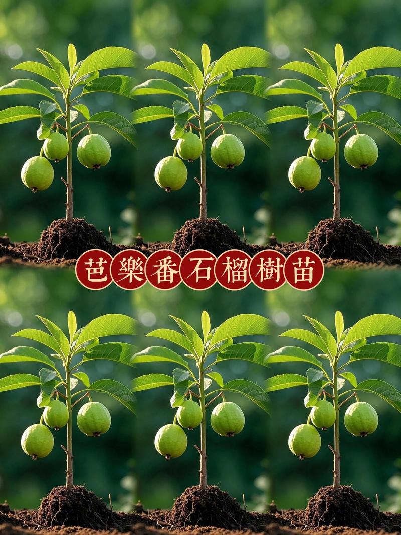 番石榴果的养殖方法,番石榴果树图片-第2张图片-优品飞百科 番石榴果的养殖方法,番石榴果树图片-第2张图片-优品飞百科