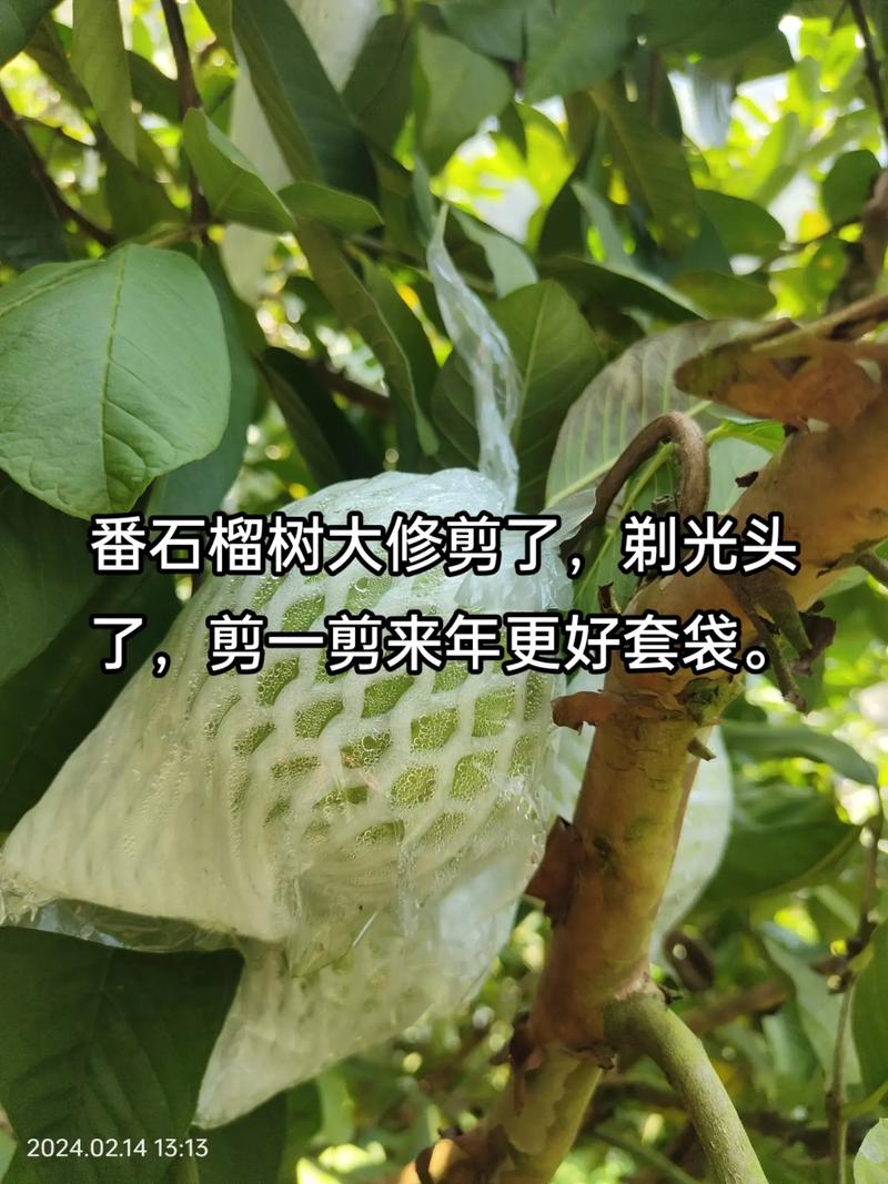 番石榴果的养殖方法,番石榴果树图片-第4张图片-优品飞百科 番石榴果的养殖方法,番石榴果树图片-第4张图片-优品飞百科