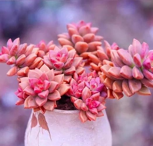 姬胧月有毒吗？姬胧月的作用？-第1张图片-优品飞百科