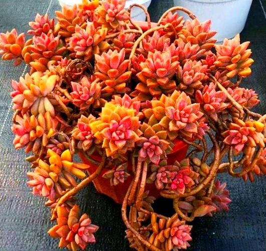 姬胧月有毒吗？姬胧月的作用？-第3张图片-优品飞百科