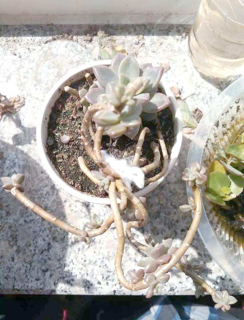 姬胧月有毒吗？姬胧月的作用？-第4张图片-优品飞百科