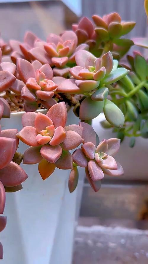 姬胧月有毒吗？姬胧月的作用？-第5张图片-优品飞百科