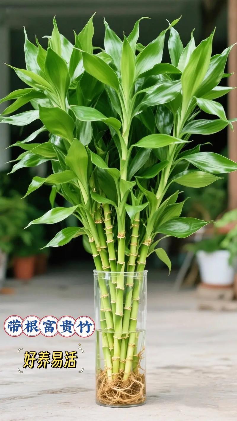 富贵竹养几根才最旺财，最旺宅的植物，富贵竹养几根才最旺财,最旺宅的植物有哪些？-第2张图片-优品飞百科