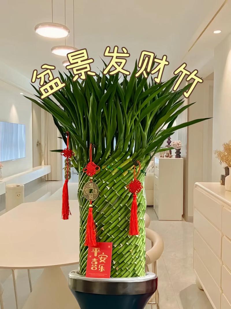 富贵竹养几根才最旺财，最旺宅的植物，富贵竹养几根才最旺财,最旺宅的植物有哪些？-第3张图片-优品飞百科