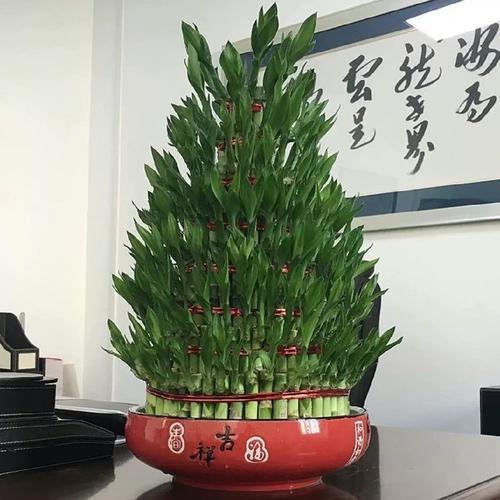 富贵竹养几根才最旺财，最旺宅的植物，富贵竹养几根才最旺财,最旺宅的植物有哪些？-第4张图片-优品飞百科