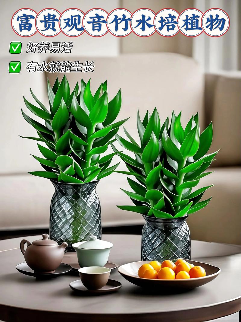 富贵竹养几根才最旺财，最旺宅的植物，富贵竹养几根才最旺财,最旺宅的植物有哪些？-第5张图片-优品飞百科