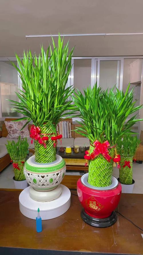 富贵竹养几根才最旺财，最旺宅的植物，富贵竹养几根才最旺财,最旺宅的植物有哪些？-第6张图片-优品飞百科