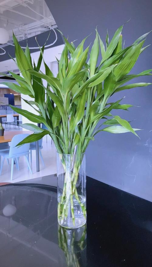 富贵竹养几根才最旺财，最旺宅的植物，富贵竹养几根才最旺财,最旺宅的植物有哪些？-第7张图片-优品飞百科