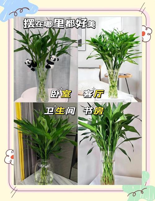 富贵竹养几根才最旺财，最旺宅的植物，富贵竹养几根才最旺财,最旺宅的植物有哪些？-第8张图片-优品飞百科