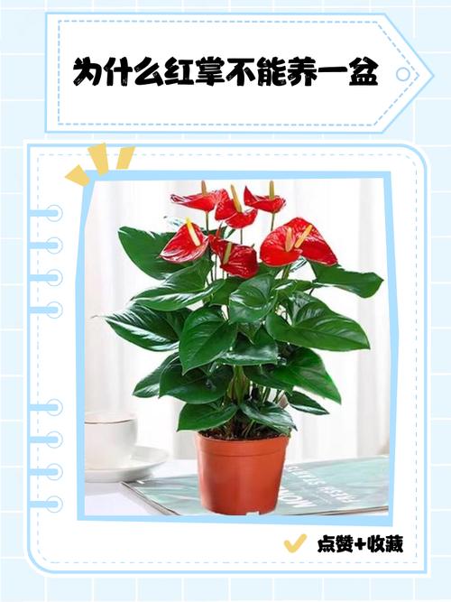 家里不能养的十种花，家里面不能养的花？