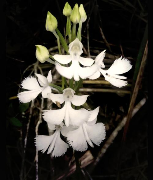 家里不能养的十种花，家里面不能养的花？-第5张图片-优品飞百科