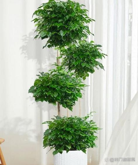 幸福树放在客厅好吗？幸福树放在客厅可以吗？