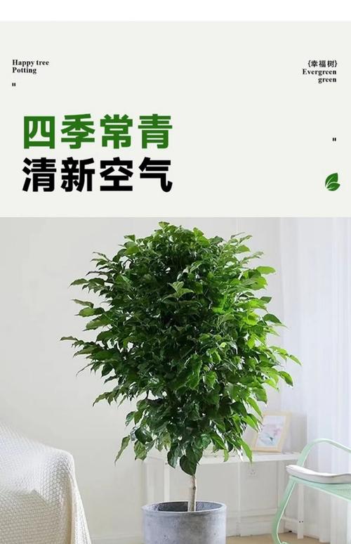 幸福树放在客厅好吗？幸福树放在客厅可以吗？-第2张图片-优品飞百科