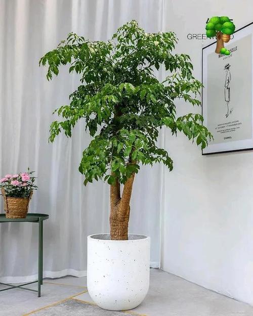 幸福树放在客厅好吗？幸福树放在客厅可以吗？-第3张图片-优品飞百科