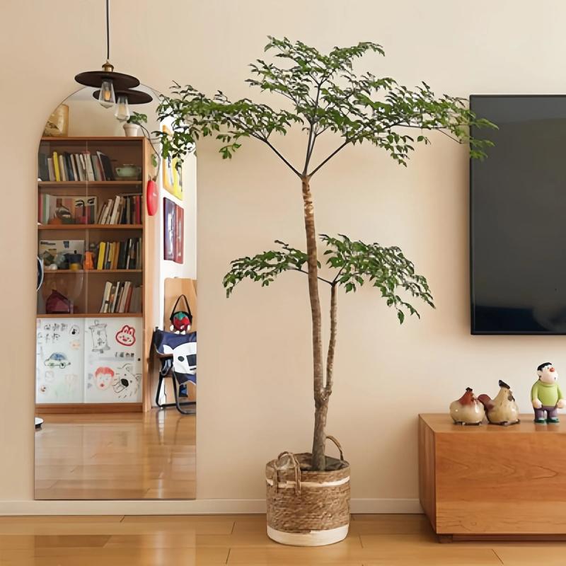 幸福树放在客厅好吗？幸福树放在客厅可以吗？-第4张图片-优品飞百科