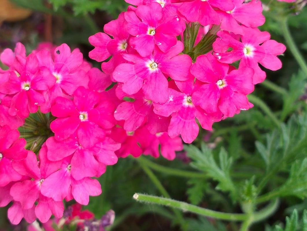 美女樱和细叶美女樱的区别，美女樱和细叶美女樱的区别在哪？