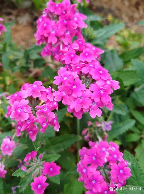 美女樱和细叶美女樱的区别，美女樱和细叶美女樱的区别在哪？-第2张图片-优品飞百科