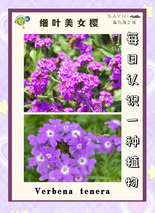 美女樱和细叶美女樱的区别，美女樱和细叶美女樱的区别在哪？-第3张图片-优品飞百科